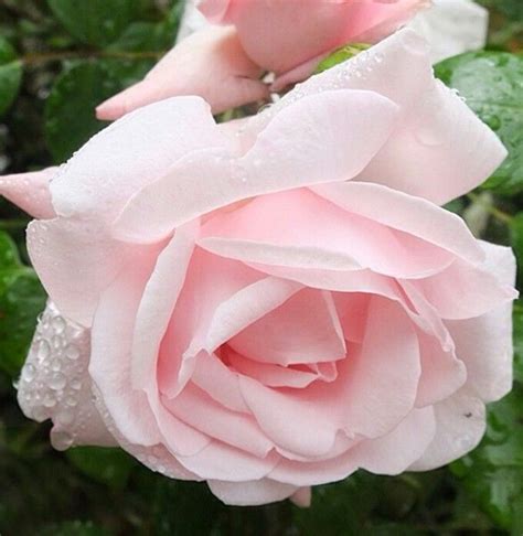 Pretty Beautiful Roses Beautiful Flowers Pink Flowers