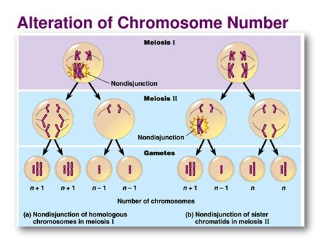 Ppt Chromosomal Abnormalities In Humans Powerpoint Presentation Free Download Id