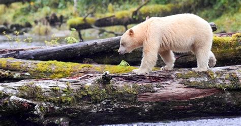 Get A Glimpse Of The Rare Spirit Bear On Gribbell Island