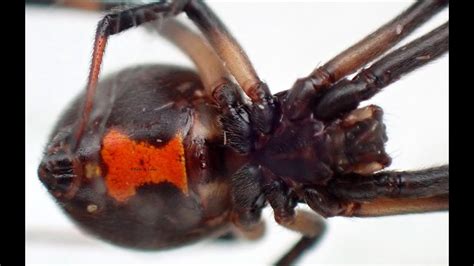 Brown Widow Spider Araña Viuda Parda Latrodectus Geometricus Youtube