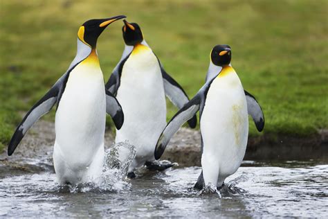 Pinguinos Imagui