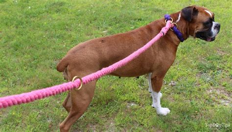 Being a pet owner, i completely understand that learning how to walk on a leash is one of the most important skills you can teach your puppy. How To Train A Dog To Walk On A Leash: A Video Guide - Top ...