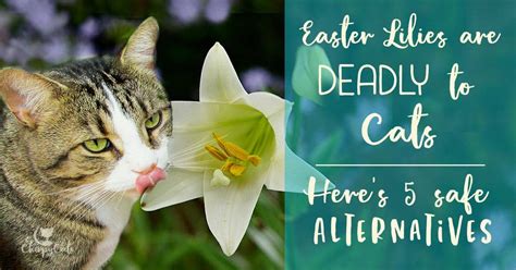 Easter Lilies Are Deadly Toxic To Cats But Are There Cat Safe