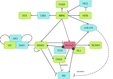 Proteins Involved In Neuroendocrine Differentiation Pathways For Which Download Scientific