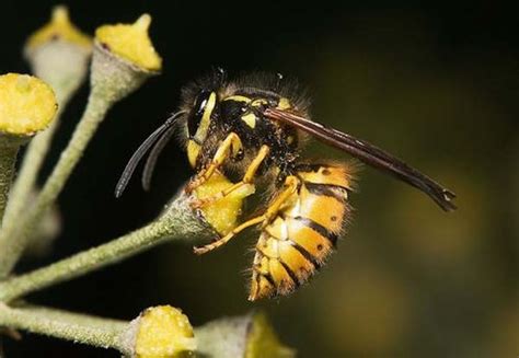 ✓ free for commercial use ✓ high quality images. European Wasp (Vespula germanica)