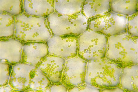 Green Chloroplasts In Plant Cells Stock Photo Download Image Now Istock