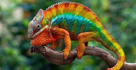 Top 10 Most Colorful Animals In The World Imp World