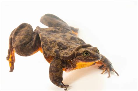 Sehuencas Water Frog Animal Facts Telmatobius Yuracare A Z Animals