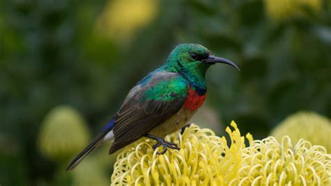 Small Hummingbird 4K Wallpapers | HD Wallpapers