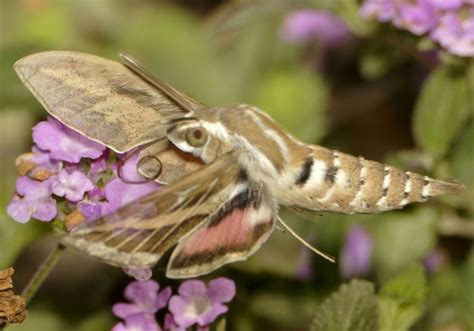 Stripedhawkmoth Hummingbirdhawkmoth Hawkmoth Hummingbird Moth