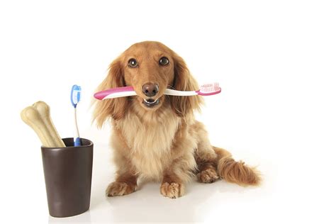 Bad Breath In Dogs Causes Symptoms Treatment Prevention