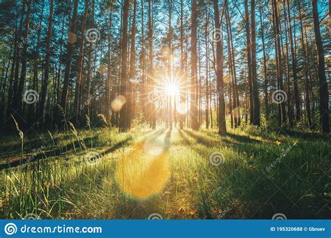 Beautiful Sunset Sunrise Sun Sunshine In Sunny Summer Coniferous Forest