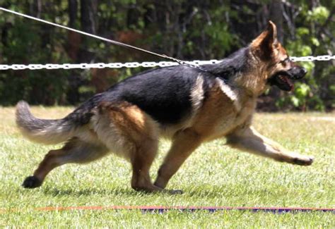 Find german shepherd dog puppies and breeders in your area and helpful german shepherd dog information. German Shepherd Puppies in Louisville KY | petswithlove.us