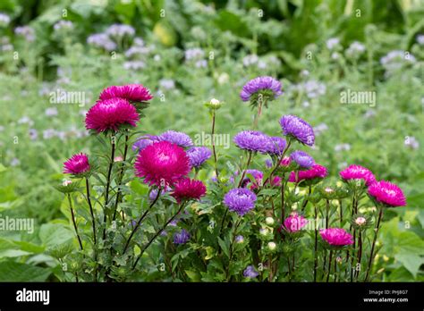 Callistephus Chinensis Aster ‘duchess Mixed Flowers In An English
