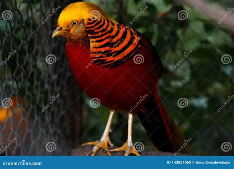 Golden Pheasant Bright Bird Sitting On A Branch In Captivity Near The
