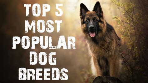 Top 5 Most Popular Dog Breeds Youtube