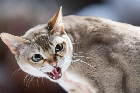 Surrey Cat Festival Returns So You Can Get Your Fill Of Furry Felines