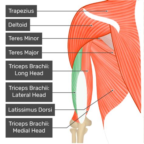 Triceps Brachii Muscle Lateral Head Getbodysmart