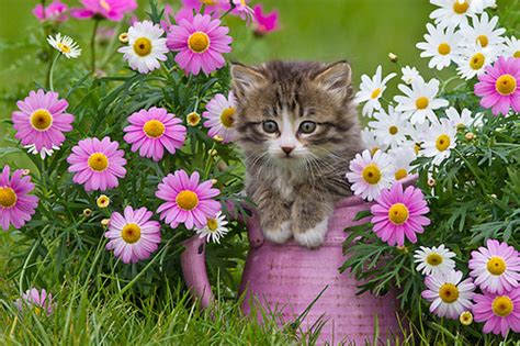 Cats Images Cat With Flowers Wallpaper And Background