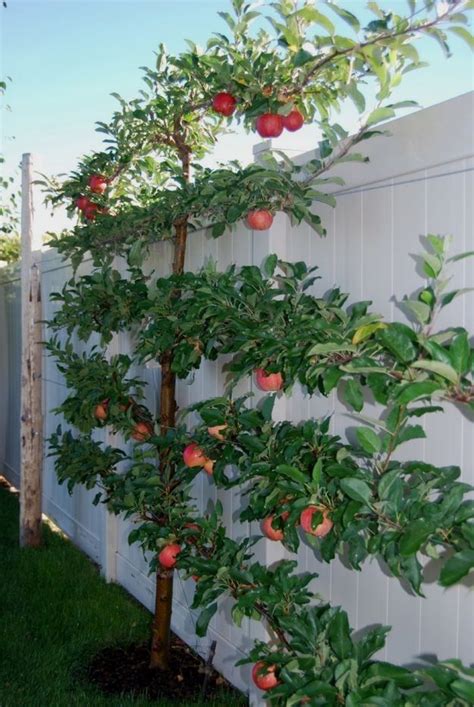 Pin By Nina On Health Fruit Trees Backyard Vertical Vegetable