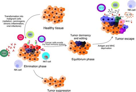 Mechanism Of Immune Evasion By Tumors Transformed Cells Are Eliminated