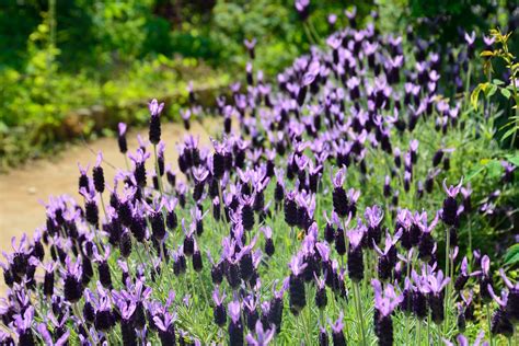 How To Grow And Care For French Lavender Horticulture