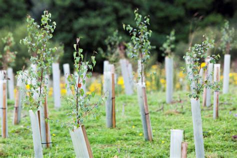 Funding And Grants Available For Tree Planting In England Scotland Wal