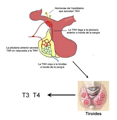 Hormonas La Tiroides Y Los Kilos De Más