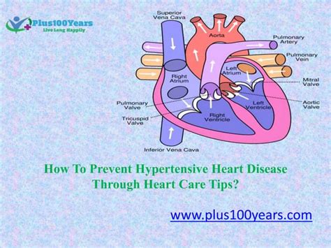 How To Prevent Hypertensive Heart Disease Through Heart Care Tips Ppt