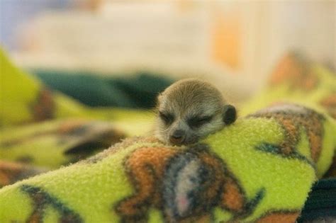 Meerkats As Pets Pethelpful