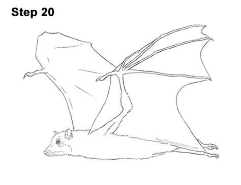 How To Draw A Bat Flying Fox Video And Step By Step Pictures