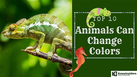 Facts About 10 Animals That Can Change Colors | KnowInsiders