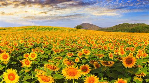 Beautiful Nice Sunflowers Green Leaves Plants Slope In Mountains