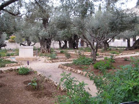 Garden of Gethsemane | Garden of gethsemane, Holy land israel, Bible land