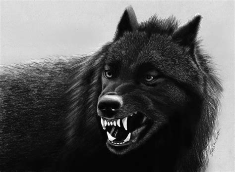 Black Wolf Desktop Wallpapers Top Free Black Wolf Desktop Backgrounds