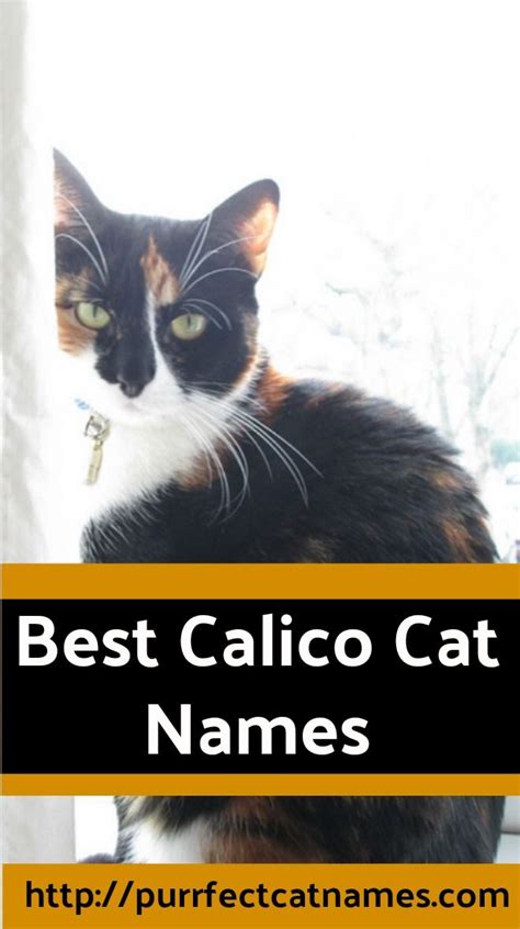 20 Hq Photos Magical Calico Cat Names 50 Names For Cats With