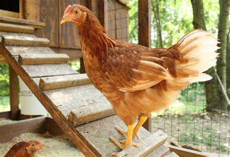 How to Build a Chicken Coop - Modern Farmer