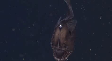 This Video Of A Black Seadevil Terrorizing The Deep Sea Makes You Wish