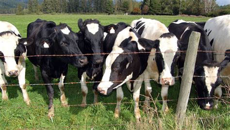 Maybe you would like to learn more about one of these? Livestock Insurance AgQuest Finance and Insurance | AgQuest Ag Financial Services and Ag Insurance