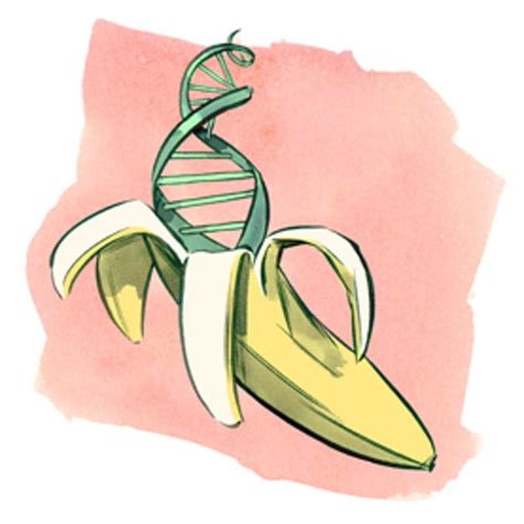 Find The Dna In A Banana Scientific American