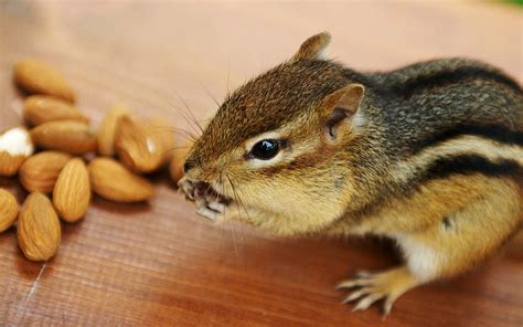 Cute Squirrel Animal Nuts Eating Squirrel Hd Wallpaper Pxfuel
