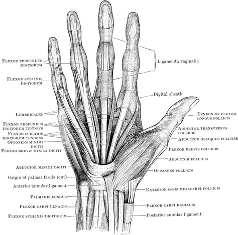 Anatomy Of The Left Hand Anatomy Of The Hand Structure Of The Human