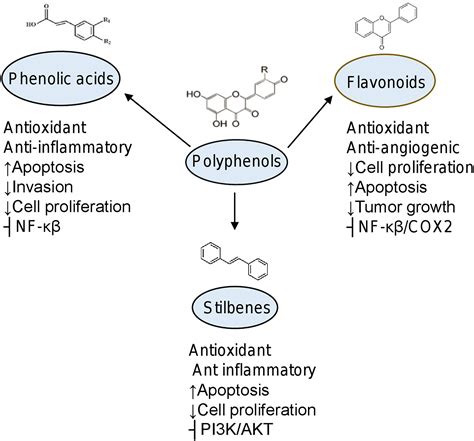 Frontiers Dietary Compounds As Epigenetic Modulating Agents In Cancer