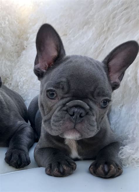 As for bulldogs we originally started breeding english bulldogs about 12 years ago and decided to also add a french bulldog to our family about. Beautiful Solid Blue French Bulldog puppies | Clitheroe ...
