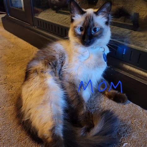 Seal Point Balinese Boy Male Balinese Cat For Sale In Missouri