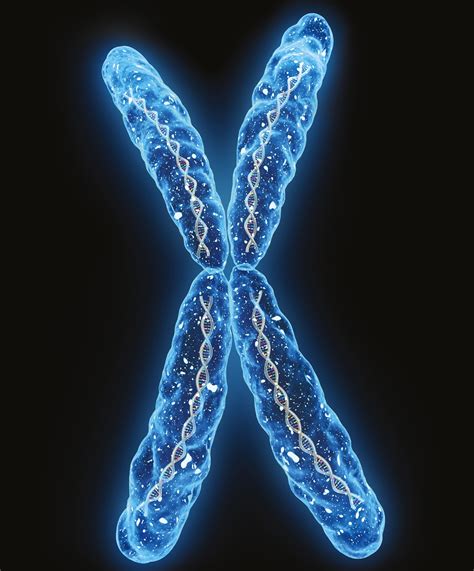 Que Son Cromosomas