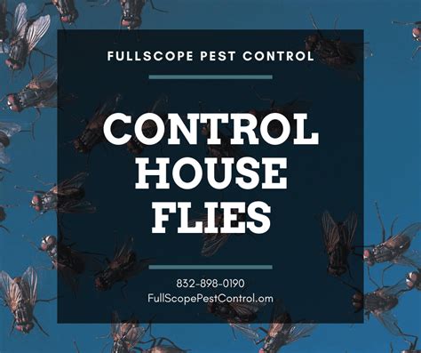 How To Control Flies In Your Kingwood Home Fullscope Pest Control