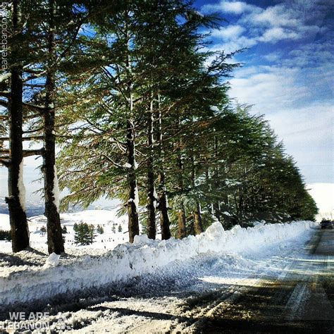 The Cedars Of Lebanon Covered By Snow أرز لبنان مغطى بالثلج Michella
