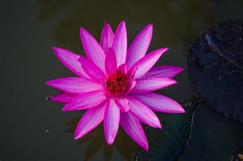 Pink Lotus Stock Photo Image Of Plant Bloom Nature 36680118