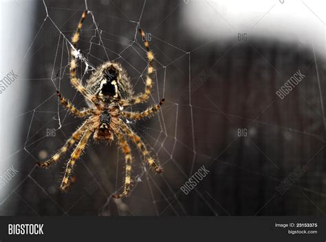 Brown Recluse Spider Building Web Image And Photo Bigstock